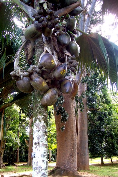 Botanická zahrada (Srí Lanka, Zdeněk Sedlák)