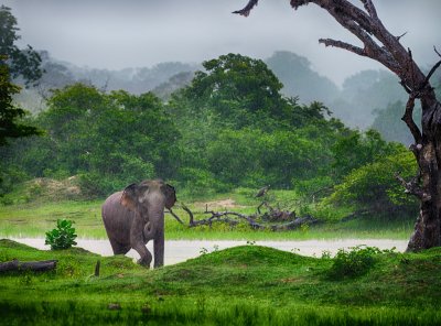 Slon, NP Yalla (Srí Lanka, Shutterstock)