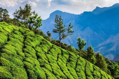 čajové plantáže Munnar (Indie, Shutterstock)