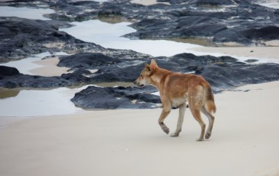 dingo na pláži, Fraser Island (Austrálie, Dreamstime)