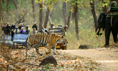 Indie, Kanha, tigr (Indie, Dreamstime)