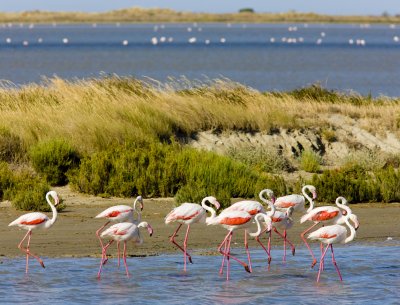 Plameňáci, Camargue, Provence (Francie, Dreamstime)