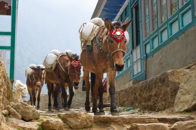 Oslí karavana, Sagarmatha (2) (Nepál, Dreamstime)