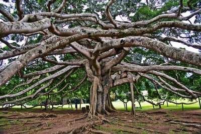 Peradeniya (Srí Lanka, Shutterstock)