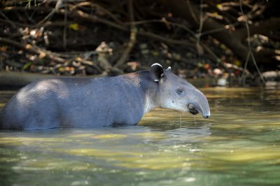 Tapír v národním parku Corcovado (Kostarika, Dreamstime)