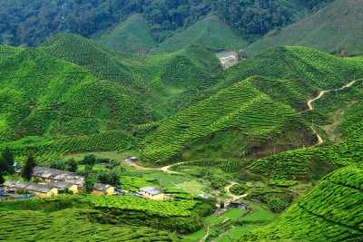 Cameron Highland (Malajsie, Shutterstock)