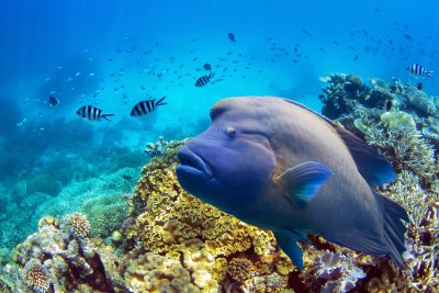 Ryba ve Velkém korálovém útesu (Austrálie, Dreamstime)