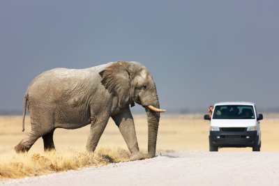 NP Etosha (Namibie, Shutterstock)