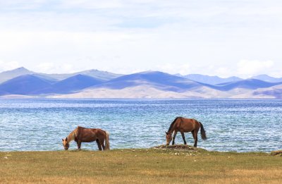 Koně u jezera Song Kul (Kyrgyzstán, Dreamstime)