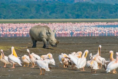 jezero Nakuru (Keňa, Shutterstock)