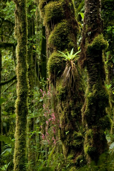 La Amistad (Kostarika, Shutterstock)