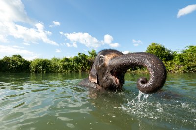 slon, NP Chitwan (Nepál, Shutterstock)
