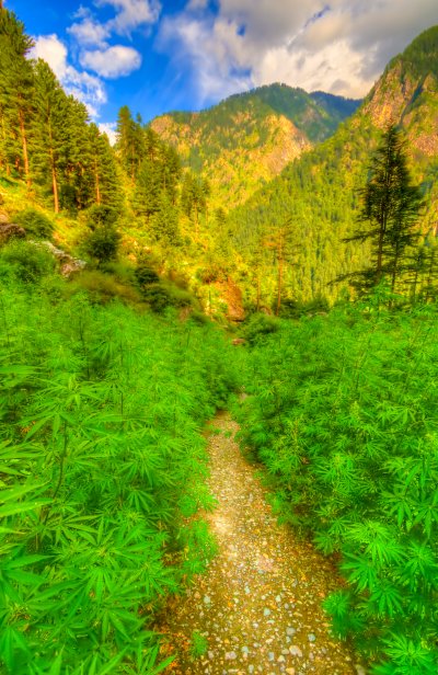 Manali (Indie, Shutterstock)