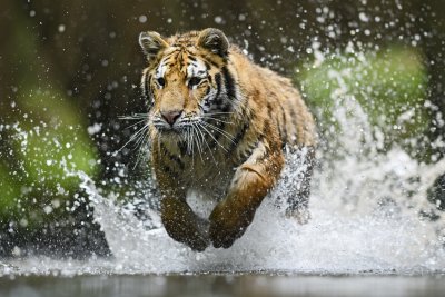 Sibiřský tygr (Čína, Dreamstime)