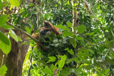 Sumaterský orangutan, NP Gunung Leuser (Indonésie, Dreamstime)