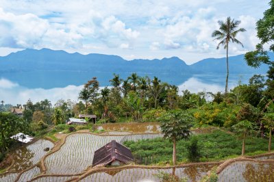 Rýžové terasy, jezero Maninjau (Indonésie, Dreamstime)