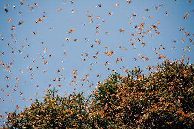 Motýli Monarcha (Mexiko, Shutterstock)