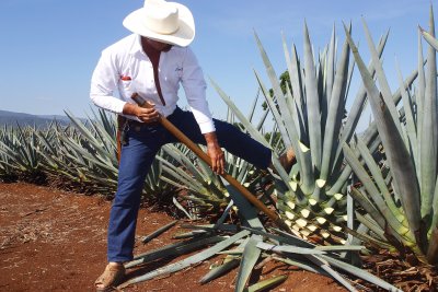 Plantáž agave, Tequila (Mexiko, Shutterstock)