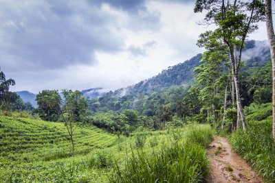 Přírodní rezervace Sinharaja (Srí Lanka, Dreamstime)