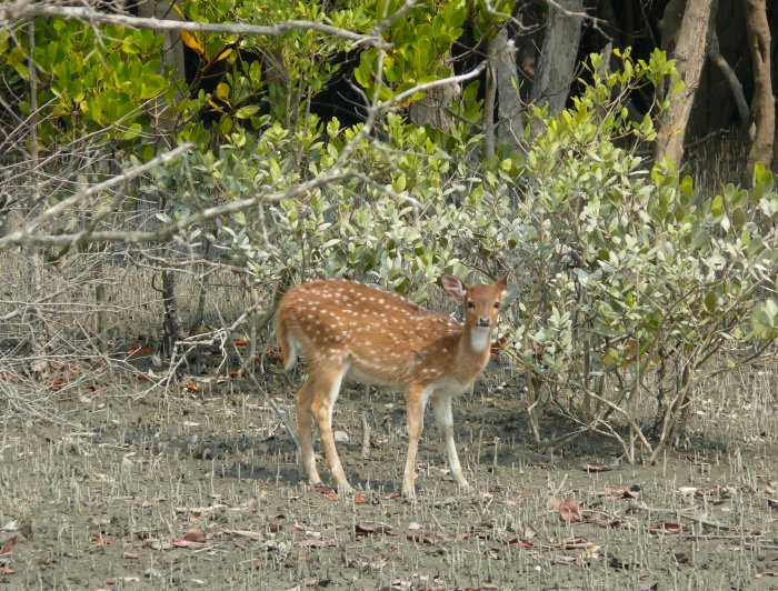 Sunderbans_spotted deer (Indie, Jaromír Červenka)