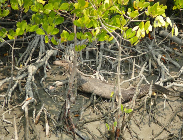 Sunderbans_varan (Indie, Jaromír Červenka)