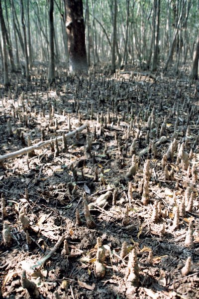 Sunderbans (Jaromír Červenka)