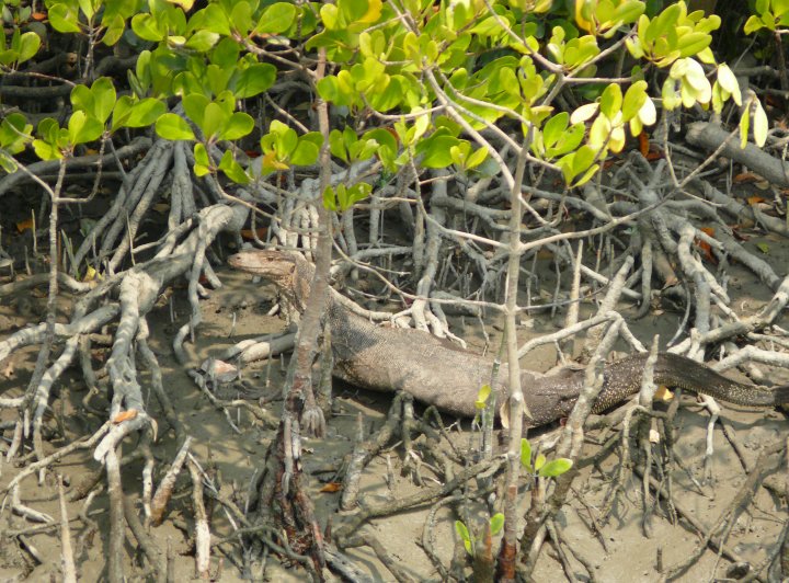 Neviditelní tygři Sundarbanu (2. část)